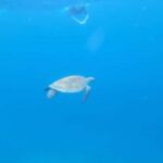 Santa Maria: Snorkeling Boat Tour - What You Can Expect from the Tour