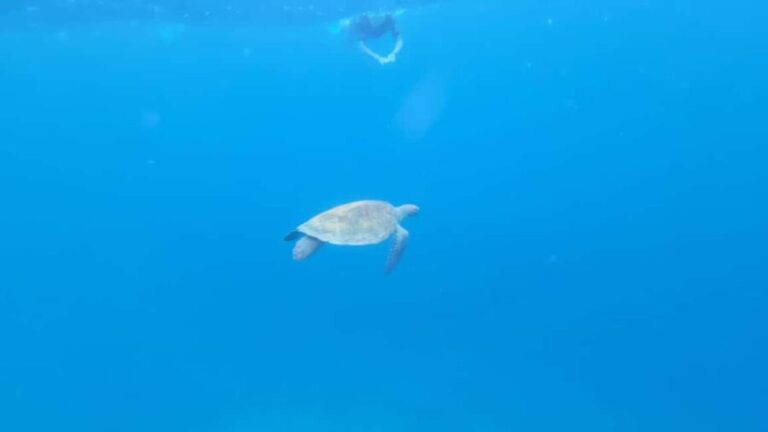 Santa Maria: Snorkeling Boat Tour - What You Can Expect from the Tour