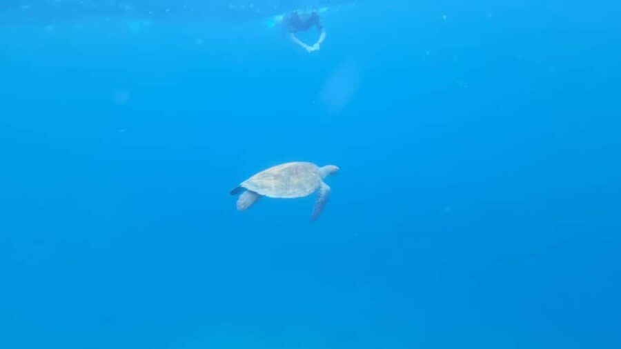 Santa Maria: Snorkeling Boat Tour - What You Can Expect from the Tour