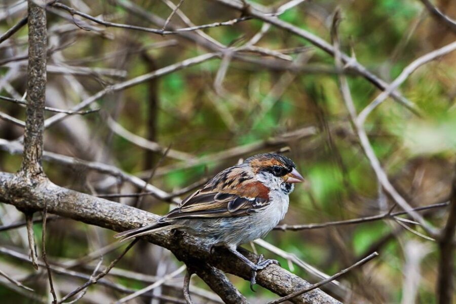 Santiago: Monte Tchota Natural Park to Pico d'Antónia Hike - What Sets This Tour Apart