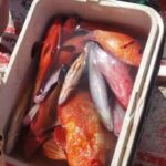 São Pedro Fishing Tour - What’s Included and What to Bring
