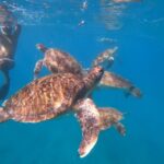 São Vicente: Snorkeling with Turtles Breathtaking Experience - A Detailed Look at What to Expect