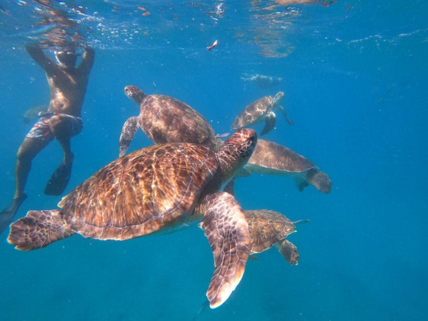 São Vicente: Snorkeling with Turtles Breathtaking Experience - A Detailed Look at What to Expect