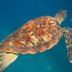 São Vicente: Swimming and Snorkeling Tour with Sea Turtles - Why This Tour Stands Out