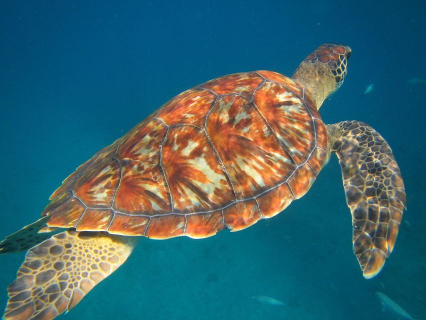 São Vicente: Swimming and Snorkeling Tour with Sea Turtles - Why This Tour Stands Out