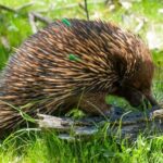 Sapphire Coast: 7h Shore Excursion with Aussie Morning Tea - Value and Practicalities
