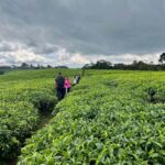 Scenic waterfall experience in the middle of Nyungwe Forest - The Guided Nature Walk: A Journey through Flora and Fauna
