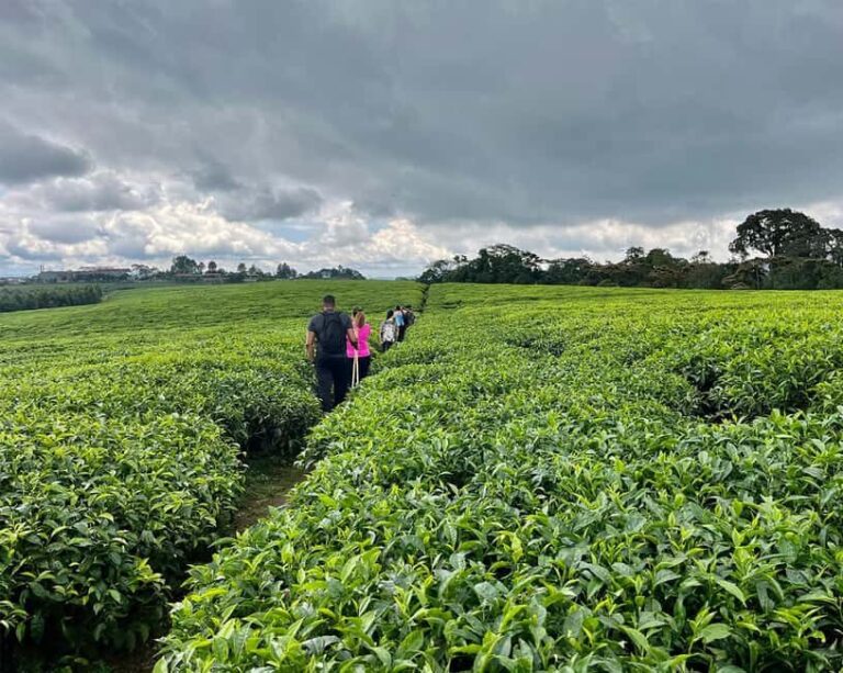 Scenic waterfall experience in the middle of Nyungwe Forest - The Guided Nature Walk: A Journey through Flora and Fauna