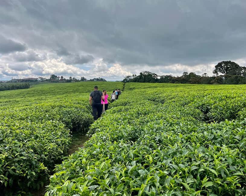 Scenic waterfall experience in the middle of Nyungwe Forest - The Guided Nature Walk: A Journey through Flora and Fauna