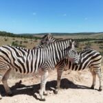Schotia Private Game Reserve Safari - What to Expect from the Tour