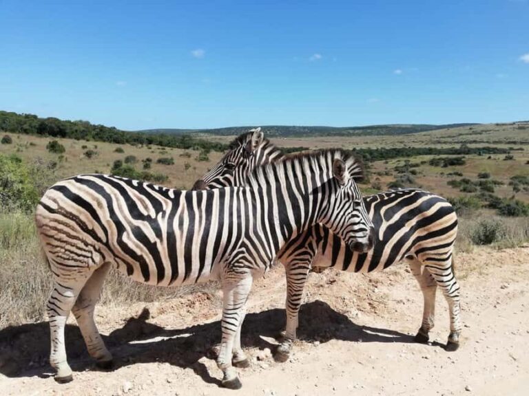 Schotia Private Game Reserve Safari - What to Expect from the Tour