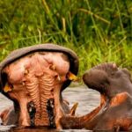 Schotia Safaris: Best Wildlife Encounters in Port Elizabeth - Why This Safari is Worth Considering