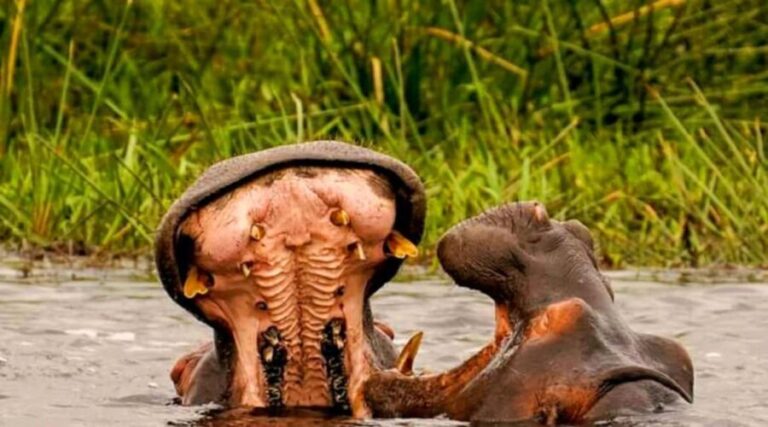 Schotia Safaris: Best Wildlife Encounters in Port Elizabeth - Why This Safari is Worth Considering