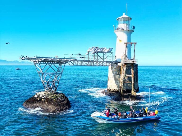 Scuba Dive in Cape Town: 2 Dives for certified divers - What’s Included and What You Should Know