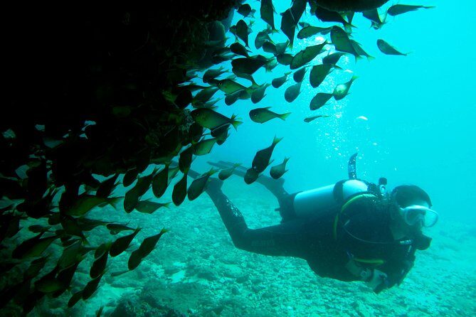 Scuba Dive Ningaloo Reef - Practical Tips for Making the Most of This Experience