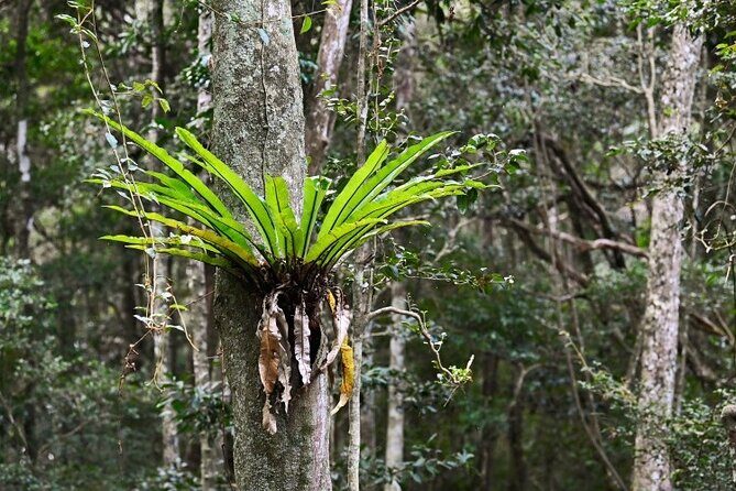 Sea Acres National Park: Aboriginal cultural tour - Practical Details That Matter