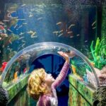 SEA LIFE Sydney Aquarium Entry Ticket - Is the SEA LIFE Sydney Aquarium Worth It?
