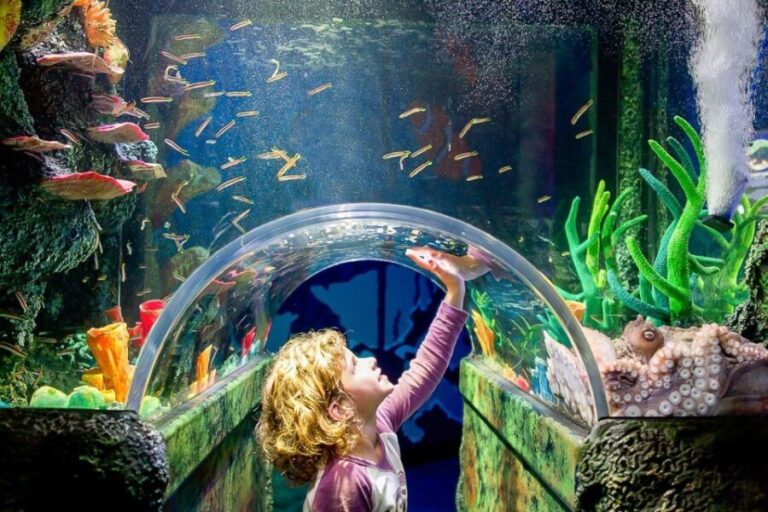 SEA LIFE Sydney Aquarium Entry Ticket - Is the SEA LIFE Sydney Aquarium Worth It?