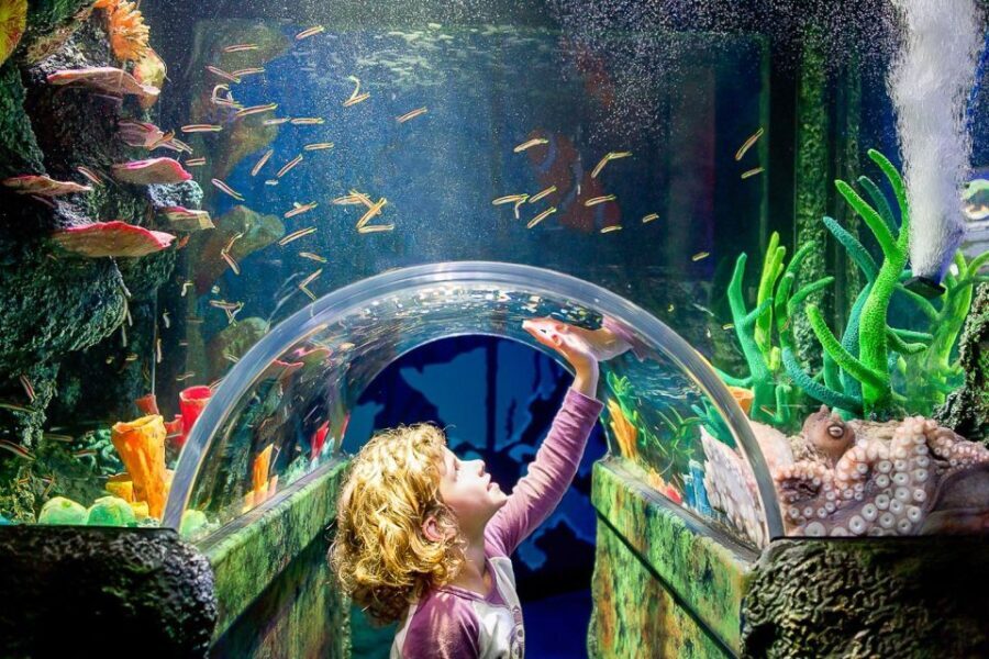 SEA LIFE Sydney Aquarium Entry Ticket - Is the SEA LIFE Sydney Aquarium Worth It?