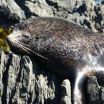 Seal Coast Safari - Exclusive access to Wellington's secret coast - Transportation and Group Size
