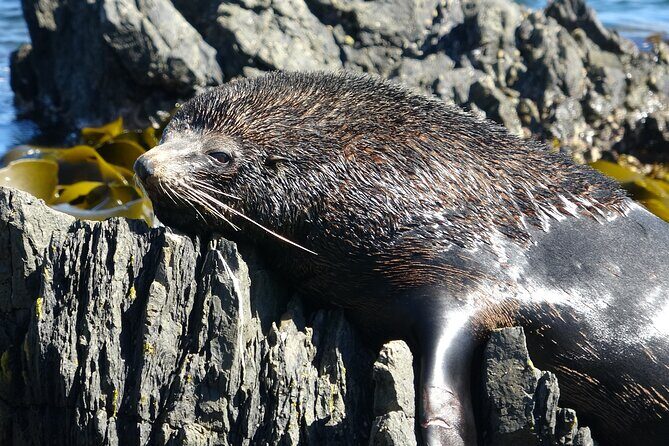 Seal Coast Safari - Exclusive access to Wellington's secret coast - Transportation and Group Size