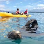 Seal Kayaking Adventure in Kaikoura - Who Will Love This Experience?