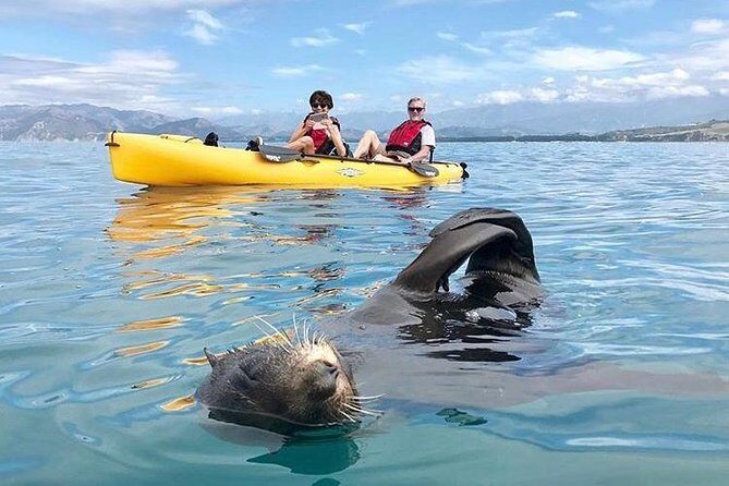 Seal Kayaking Adventure in Kaikoura - Who Will Love This Experience?
