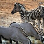 Self drive Aquila Safari Game Reserve Afternoon Game Drive - An In-Depth Look at the Aquila Self-Drive Safari