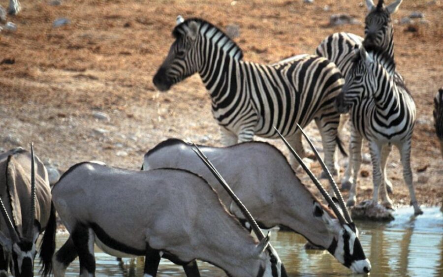 Self drive Aquila Safari Game Reserve Afternoon Game Drive - An In-Depth Look at the Aquila Self-Drive Safari