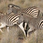 Self drive Aquila Safari Reserve Early Morning Game Drive - The Realities of the Tour: Insights from Travelers