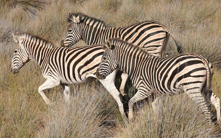 Self drive Aquila Safari Reserve Early Morning Game Drive - The Realities of the Tour: Insights from Travelers
