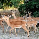 SELOUS: 1 DAY SAFARI FROM ZANZIBAR (SHARED GAME DRIVE) - The Sum Up