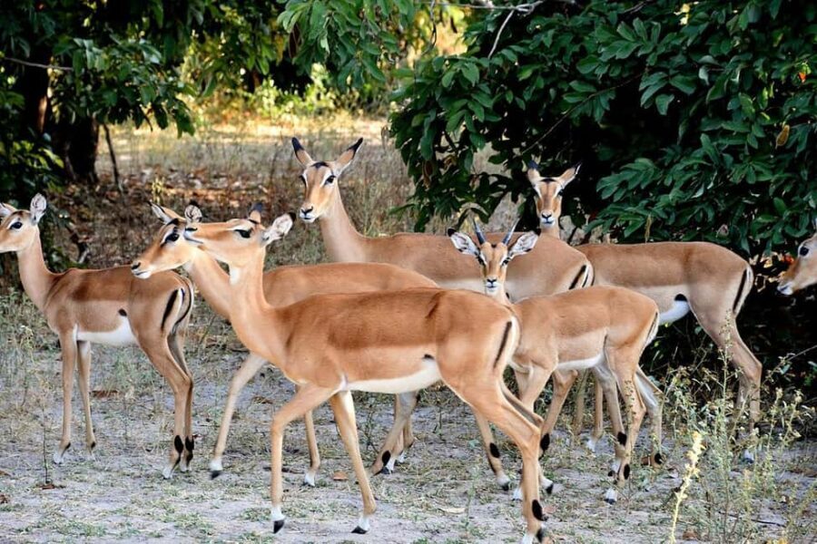 SELOUS: 1 DAY SAFARI FROM ZANZIBAR (SHARED GAME DRIVE) - The Sum Up
