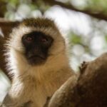 Selous Game Reserve Day Safari with Flight: From Zanzibar - Who Should Consider This Safari?