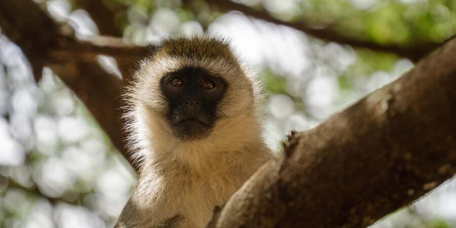 Selous Game Reserve Day Safari with Flight: From Zanzibar - Who Should Consider This Safari?