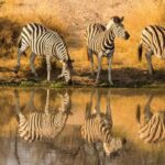 Serengeti: 1-Day Shared Safari - The Experience: Authentic and Practical