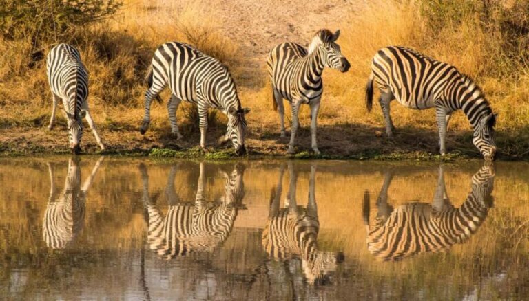 Serengeti: 1-Day Shared Safari - The Experience: Authentic and Practical