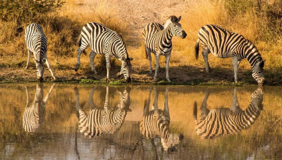 Serengeti: 1-Day Shared Safari - The Experience: Authentic and Practical
