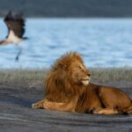 Serengeti: 3-Day Fly-In Fly-Out Midrange Safari - Who Will Love This Safari?