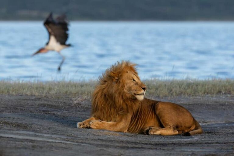 Serengeti: 3-Day Fly-In Fly-Out Midrange Safari - Who Will Love This Safari?