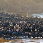 Serengeti: 5-Day Mara River Crossing Safari - The Itinerary Breakdown: What You Can Expect