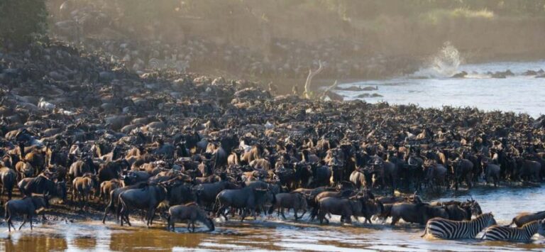 Serengeti: 5-Day Mara River Crossing Safari - The Itinerary Breakdown: What You Can Expect