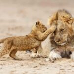Serengeti: 7-Day Annual Wildebeest Migration Private Trip - Practical Tips for the Trip