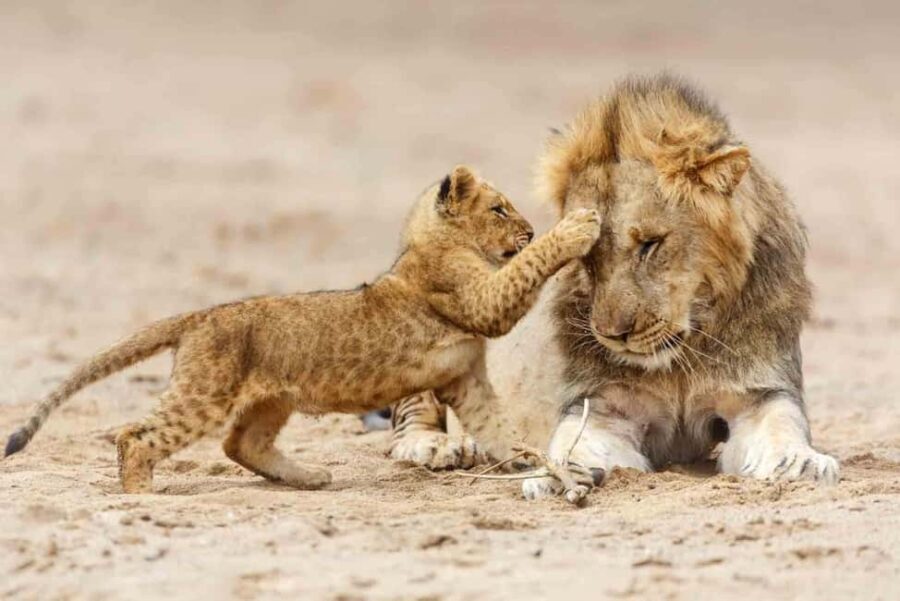 Serengeti: 7-Day Annual Wildebeest Migration Private Trip - Practical Tips for the Trip