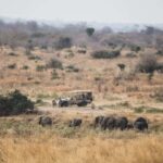 Serengeti: 7-Day Great Migration Safari with Flights - Final Thoughts: Is This Safari Right for You?