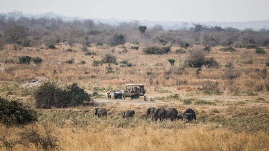 Serengeti: 7-Day Great Migration Safari with Flights - Final Thoughts: Is This Safari Right for You?