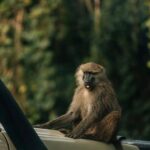 Serengeti: 8-Day Great Wildebeest Migration Safari - A Deep Dive Into the 8-Day Serengeti Migration Safari