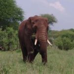 Serengeti Explorer: 6days private safari with game viewing. - In-Depth Breakdown of the 6-Day Itinerary