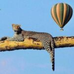 Serengeti: Hot Air Balloon Safari with Breakfast & Champagne - What Do Reviewers Say?