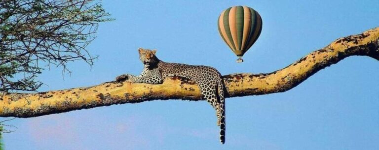 Serengeti: Hot Air Balloon Safari with Breakfast & Champagne - What Do Reviewers Say?